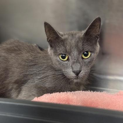IHOP, Adoptable, Young Female Domestic Short Hair & Domestic Short Hair.