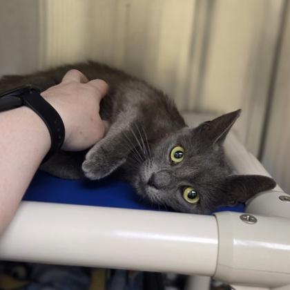 Enlarge IHOP, a Adoptable mixed breed in Westland, MI image 2/2