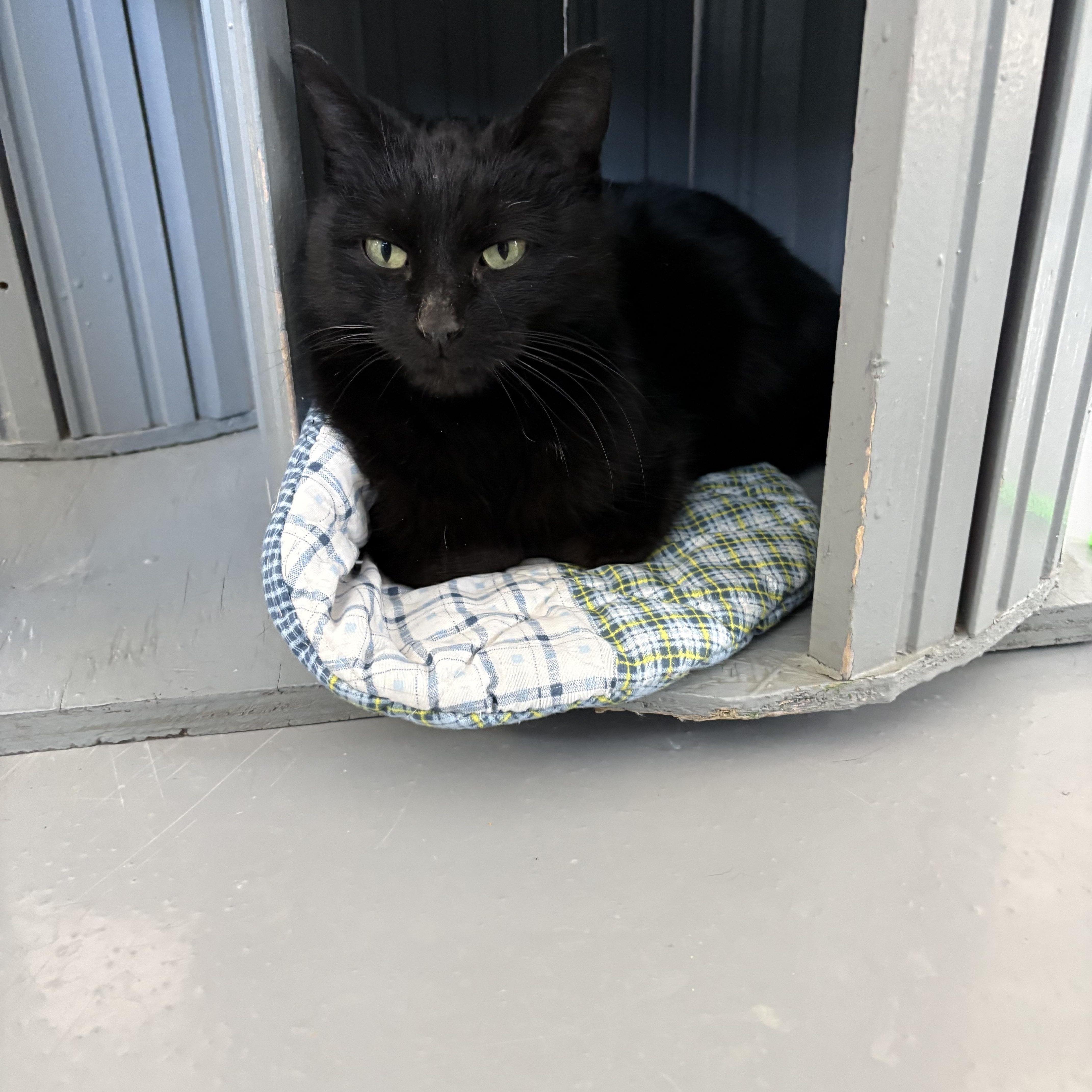 Enlarge Sabrina, an adopted American Shorthair in Big Rapids, MI image 3/4