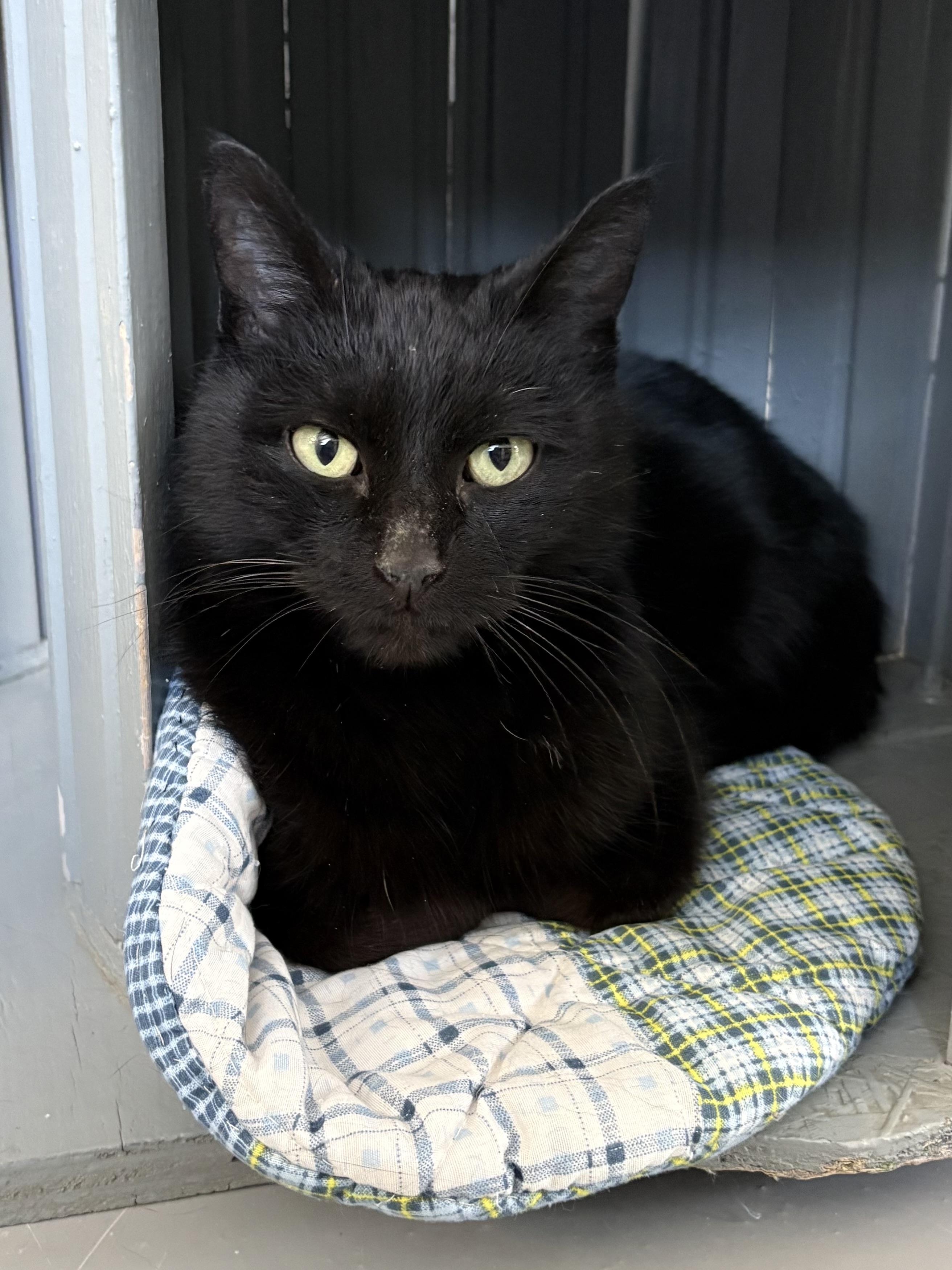 Enlarge Sabrina, an adopted American Shorthair in Big Rapids, MI image 2/4