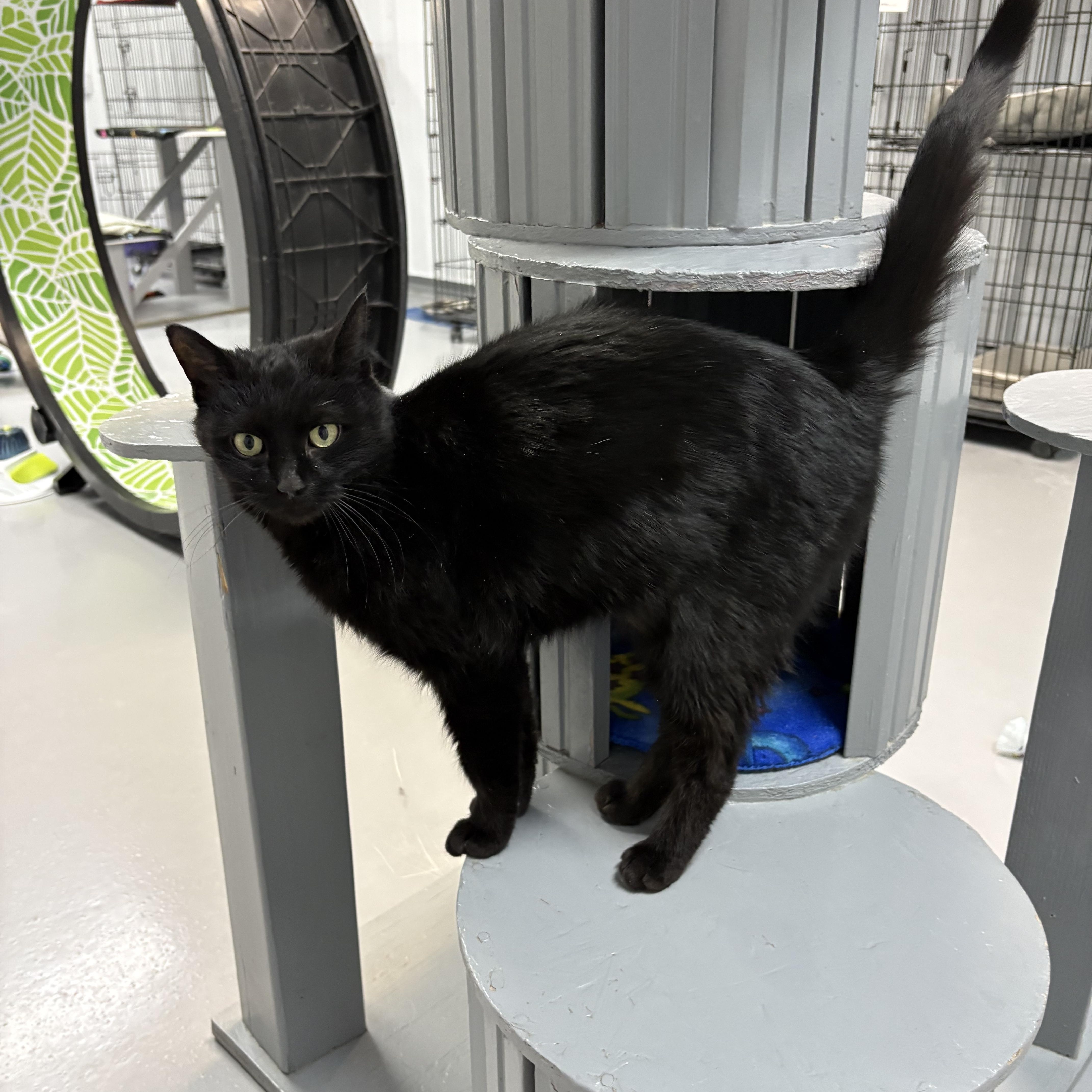 Enlarge Sabrina, an adopted American Shorthair in Big Rapids, MI image 1/4