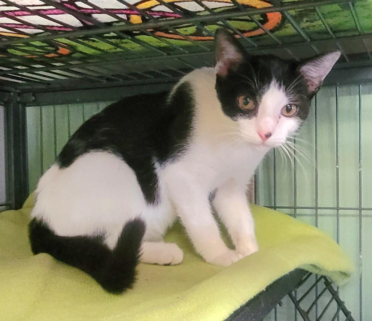 Gwen, Adopted, Kitten Female Domestic Short Hair.