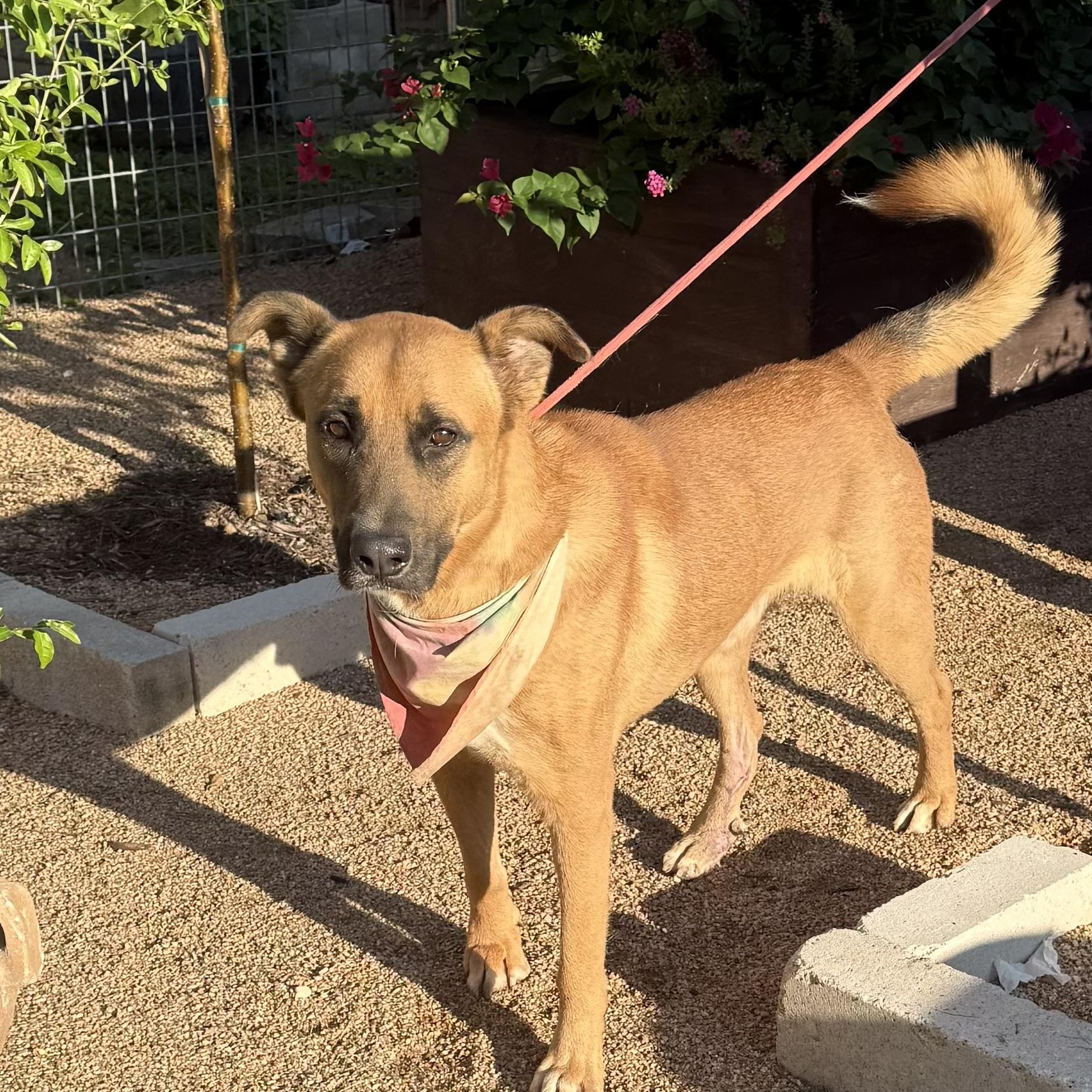 Buddy, a Adoptable German Shepherd Dog in Lake grove , NY image 2/5