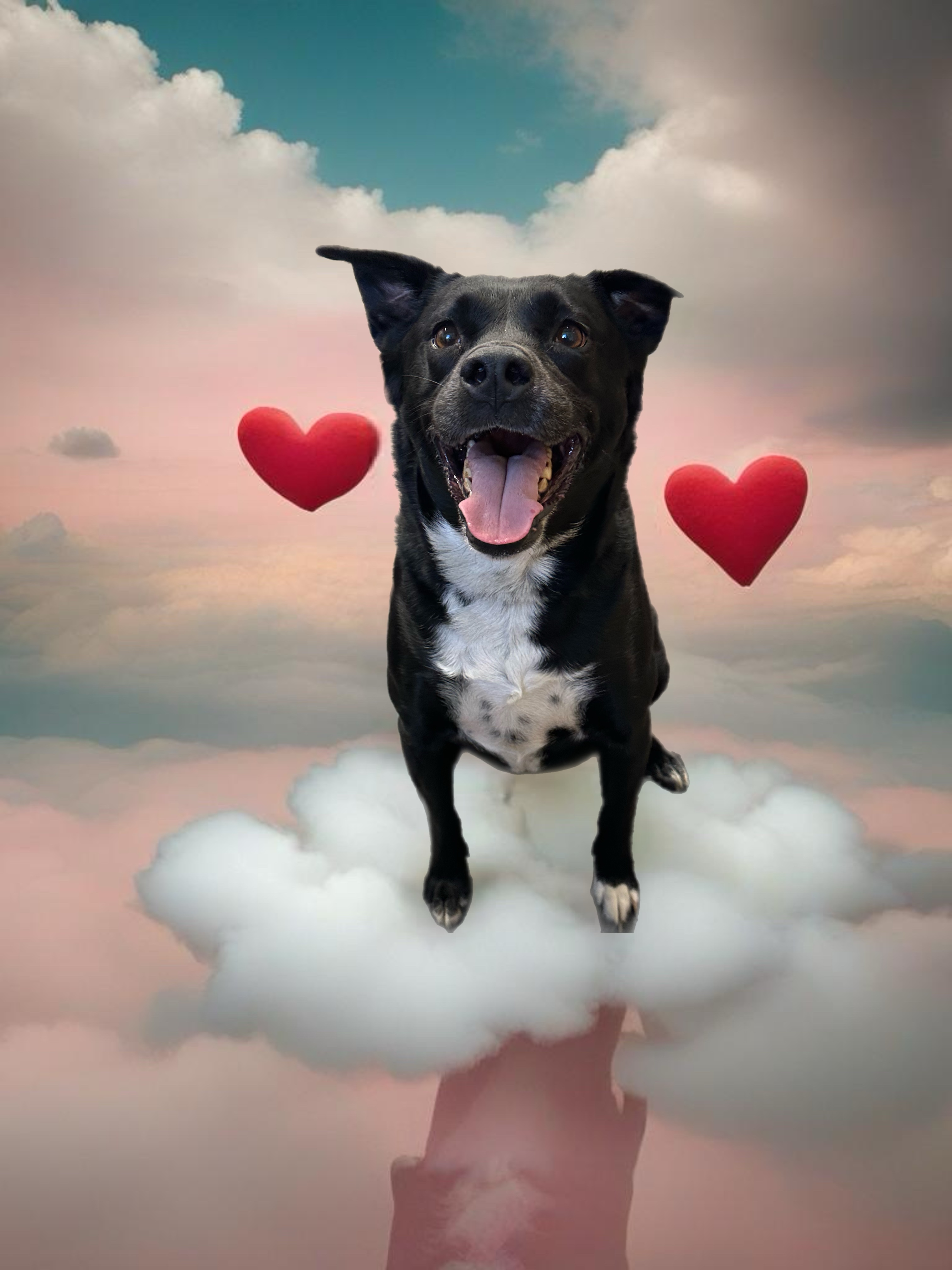 Talia, Adopted, Adult Female Border Collie.