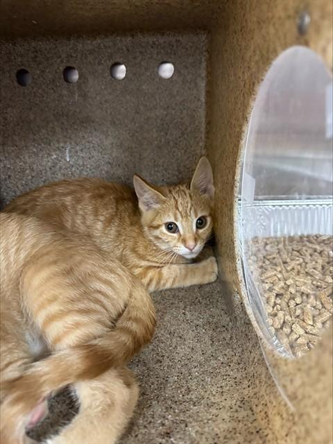 A798688, Adoptable, Kitten Female Domestic Short Hair.