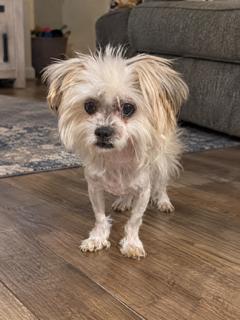 Chrissy, Adoptable, Young Female Maltese & Yorkshire Terrier.