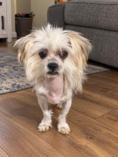 Enlarge Chrissy, a Adoptable mixed breed in Orlando, FL image 4/4