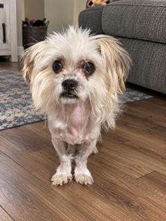 Enlarge Chrissy, a Adoptable mixed breed in Orlando, FL image 3/4