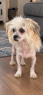 Enlarge Chrissy, a Adoptable mixed breed in Orlando, FL image 2/4