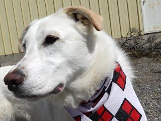 Enlarge Heidi's Jesse James, an adoptable mixed breed in Anaconda, MT image 3/6