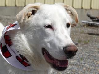Enlarge Heidi's Jesse James, an adoptable mixed breed in Anaconda, MT image 5/6