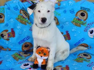 Heidi's Jesse James, a Adoptable mixed breed in Anaconda, MT image 2/6