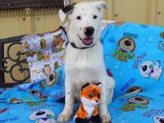 Heidi's Jesse James, an adoptable Cattle Dog, Australian Shepherd in Anaconda, MT, 59711 | Photo Image 2