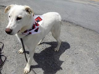 Enlarge Heidi's Jesse James, an adoptable mixed breed in Anaconda, MT image 2/6