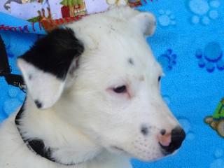 Heidi's Jesse James, an adoptable Cattle Dog, Australian Shepherd in Anaconda, MT, 59711 | Photo Image 4