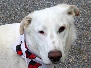 Heidi's Jesse James, adoptable, Young Male Cattle Dog & Australian Shepherd.
