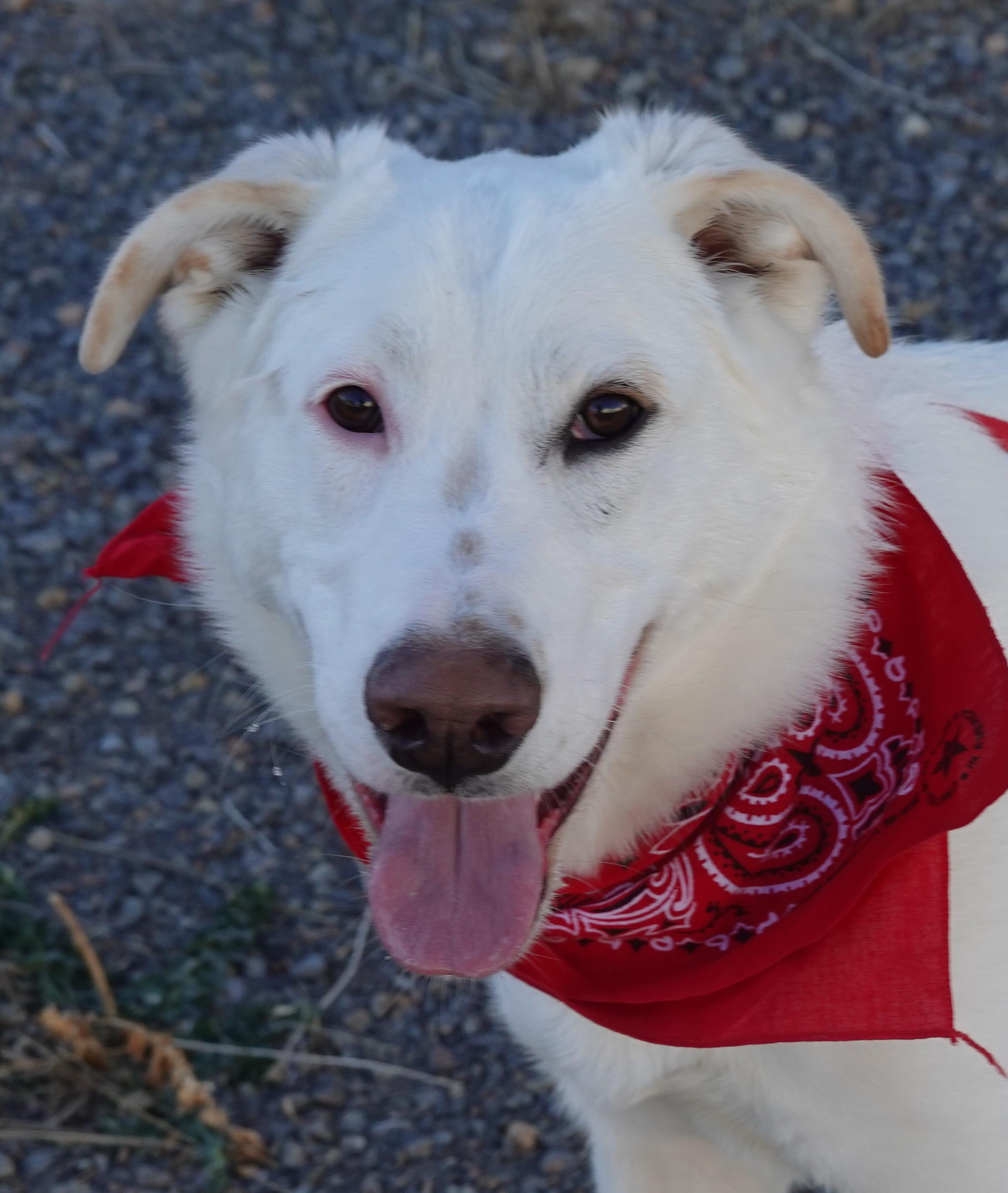 Heidi's Jesse James, adoptable, Young Male Cattle Dog & Australian Shepherd.