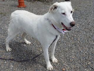 Enlarge Heidi's Jesse James, an adoptable mixed breed in Anaconda, MT image 4/6
