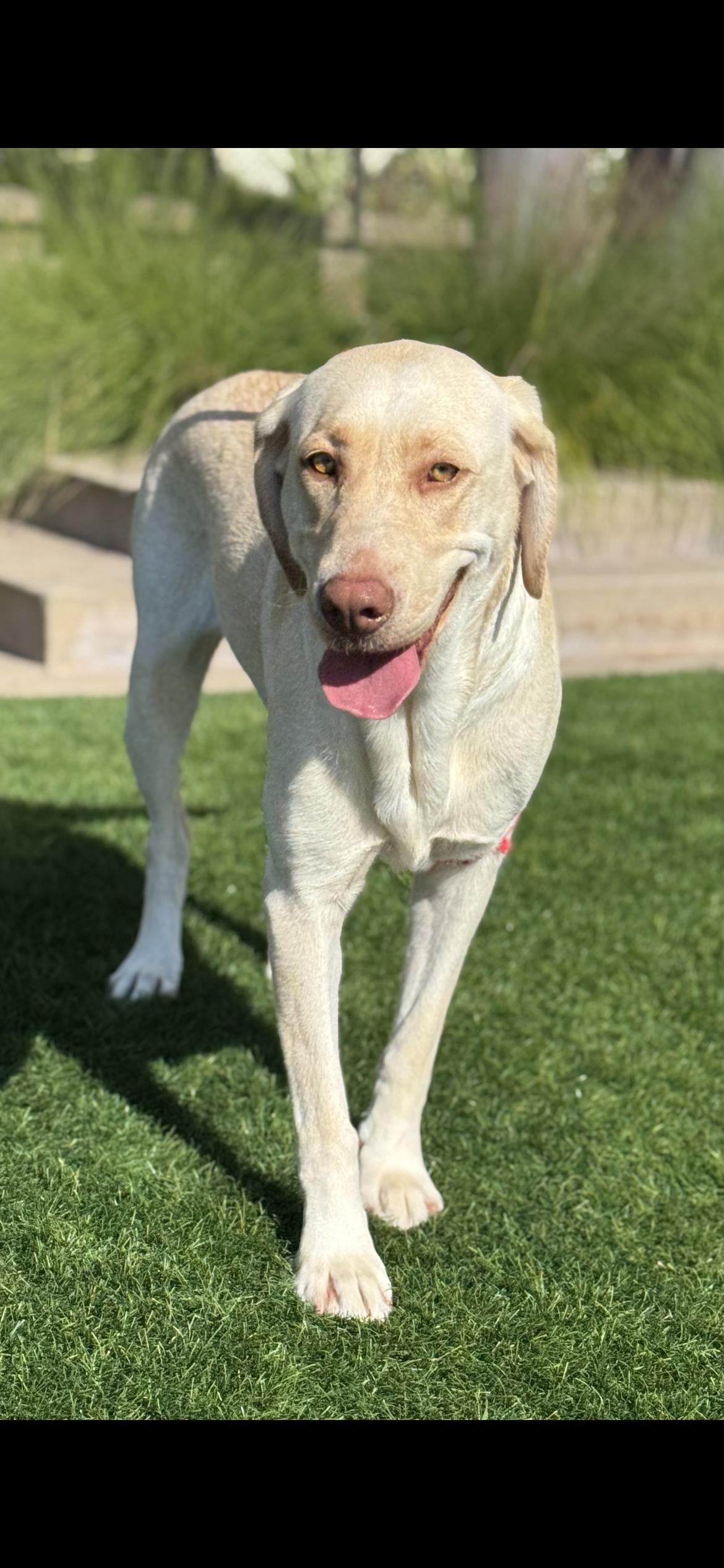 Winter , a Adoptable Labrador Retriever in Hamden, CT image 1/6