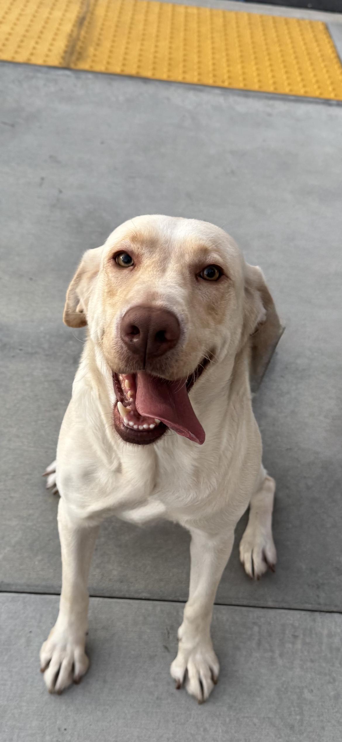Winter , a Adoptable Labrador Retriever in Hamden, CT image 2/6
