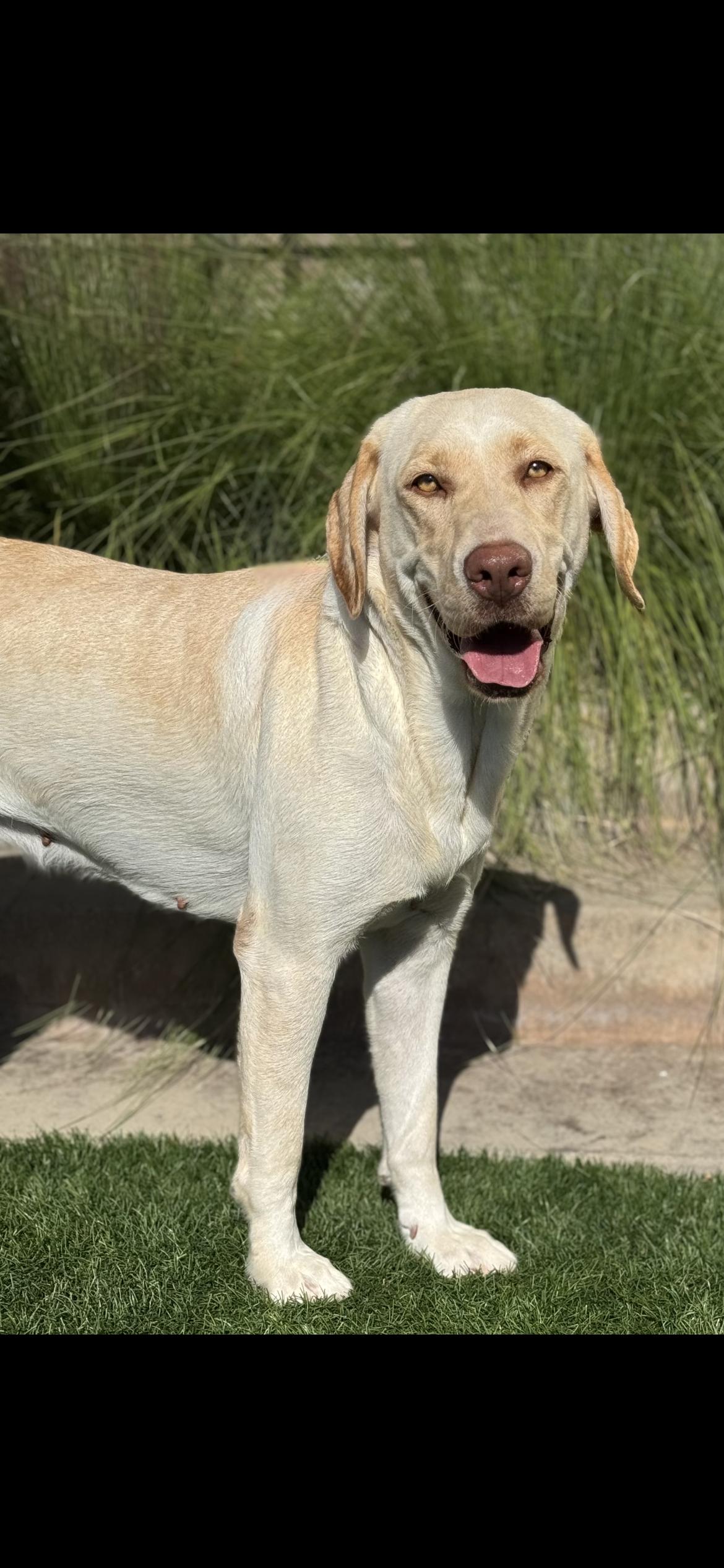 Winter , a Adoptable Labrador Retriever in Hamden, CT image 3/6