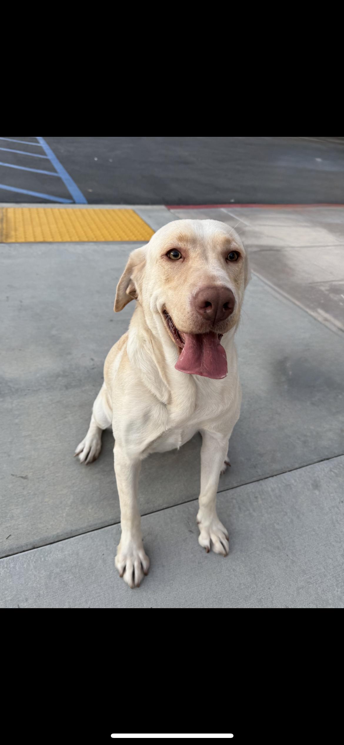 Winter , a Adoptable Labrador Retriever in Hamden, CT image 5/6