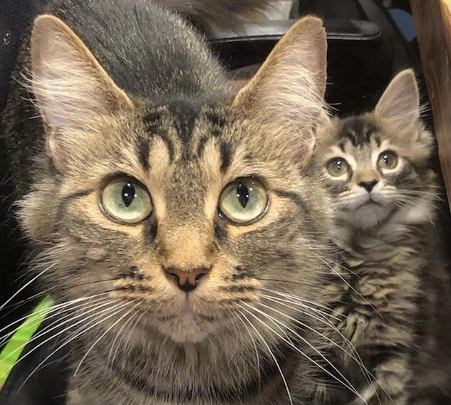 Valerie, Adopted, Young Female Domestic Short Hair & Maine Coon.