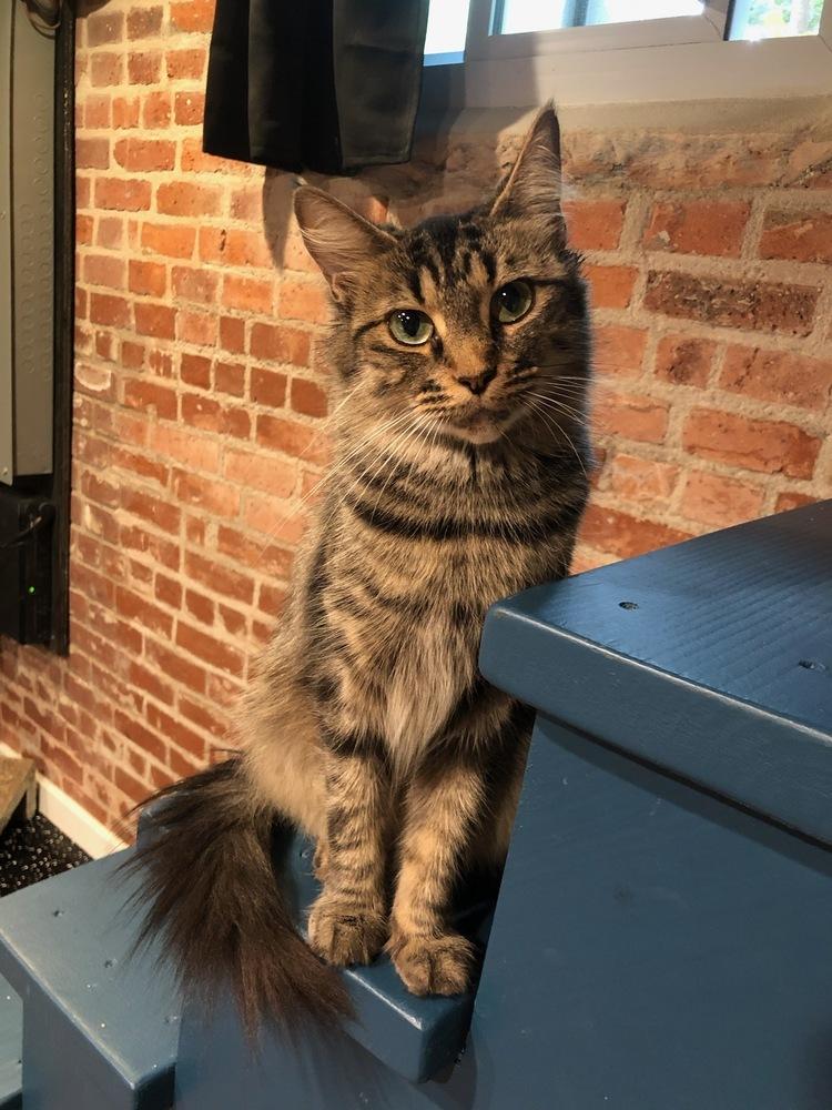 Valerie, Adopted, Young Female Domestic Short Hair & Maine Coon.