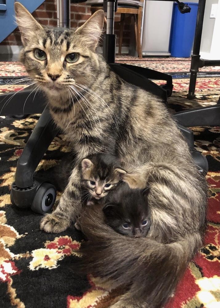 Enlarge Valerie, a Adopted mixed breed in Walla Walla, WA image 4/6