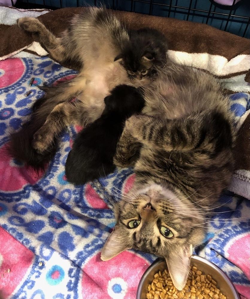 Enlarge Valerie, a Adopted mixed breed in Walla Walla, WA image 5/6