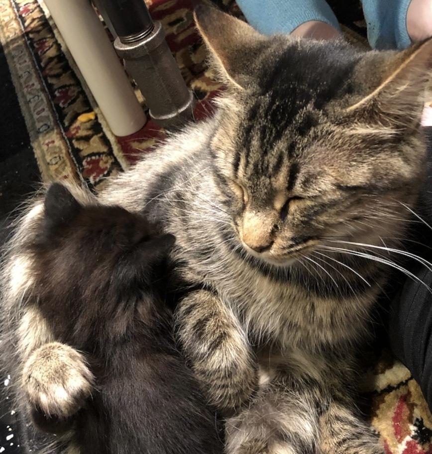 Enlarge Valerie, a Adopted mixed breed in Walla Walla, WA image 6/6