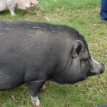 Pickles, a Adoptable Vietnamese Pot Bellied in Fairport, NY image 2/2