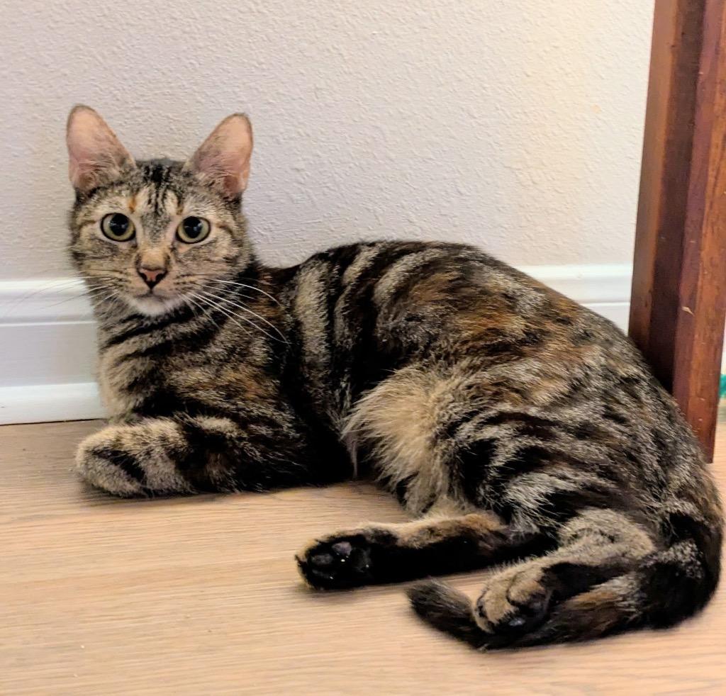 Enlarge Pepper, a Adoptable mixed breed in Spring, TX image 1/1