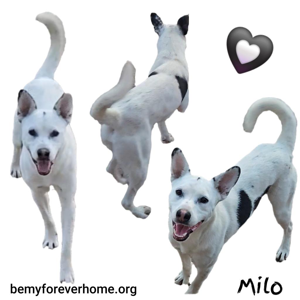 Enlarge Milo, a Adoptable Australian Cattle Dog / Blue Heeler in Plano, TX image 3/5