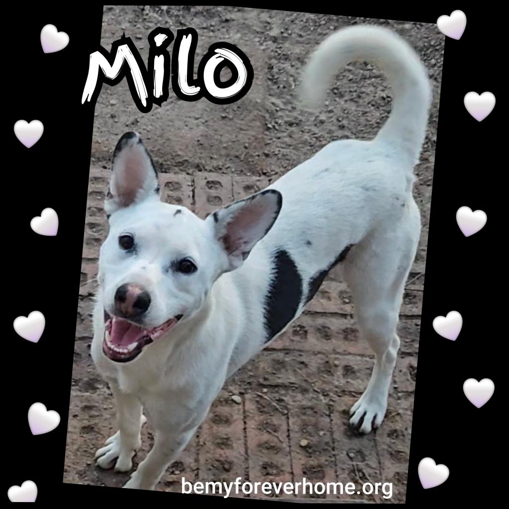 Milo