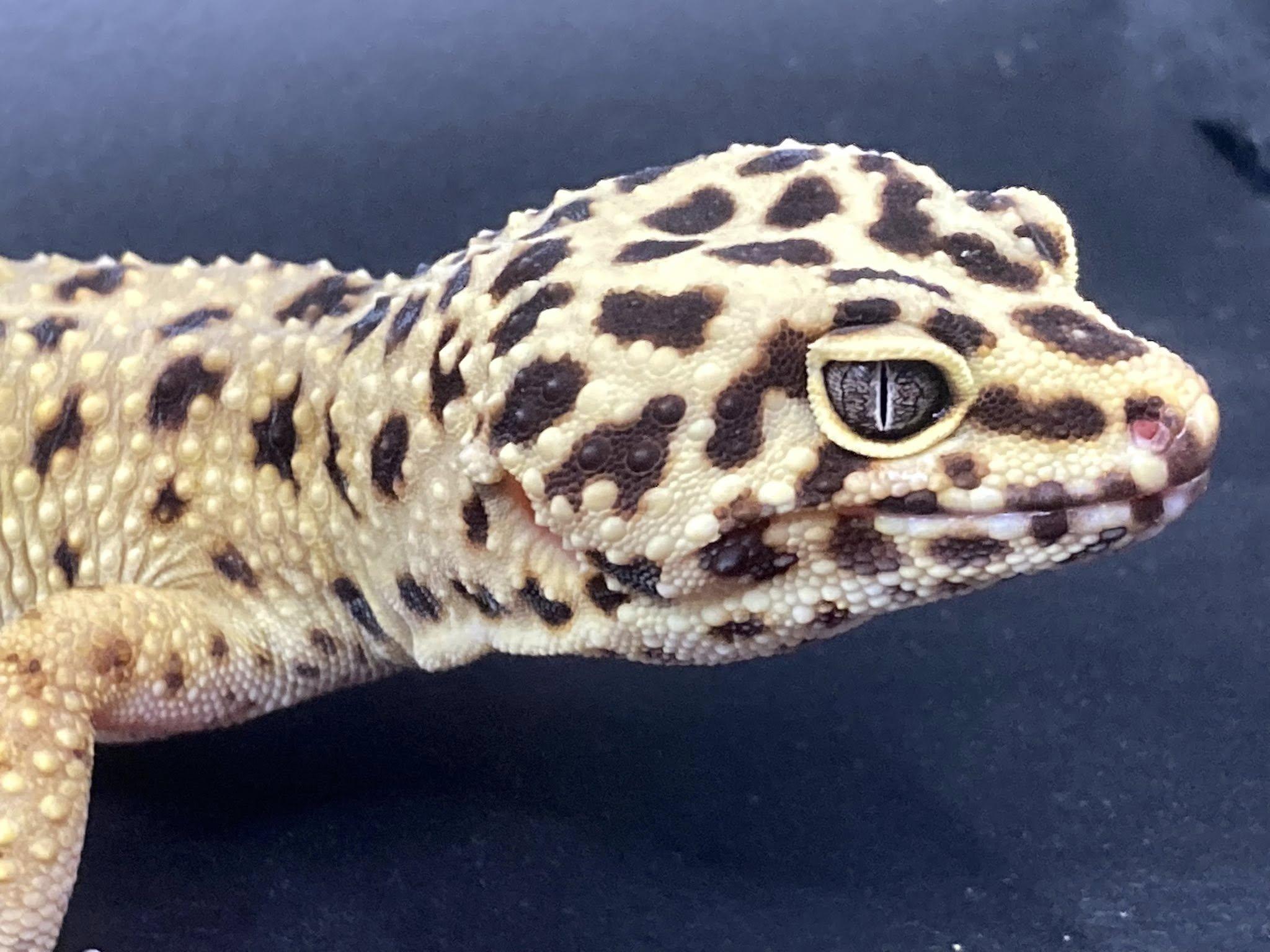 Enlarge Blizzy, a ADOPTABLE Gecko in Palmerton, PA image 2/4
