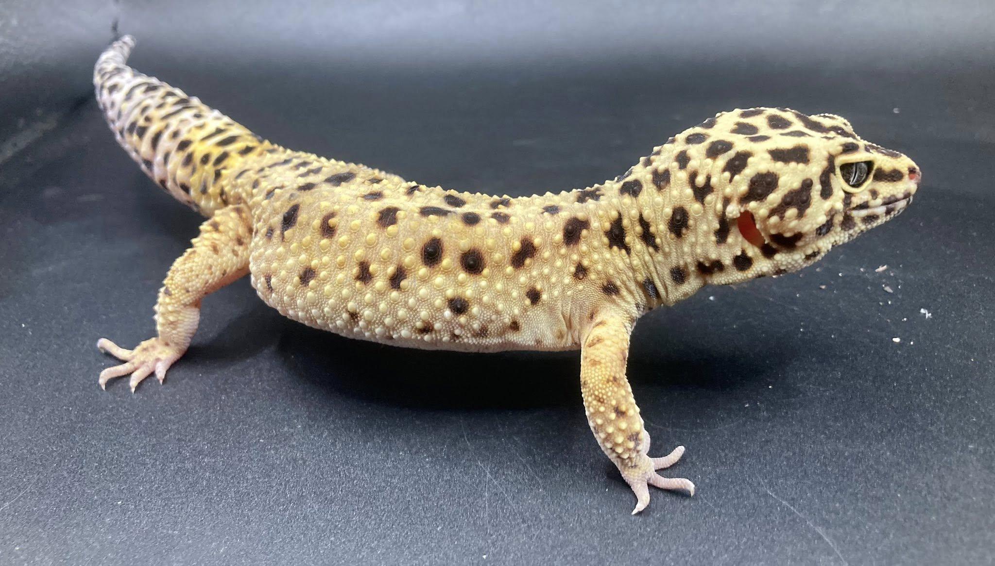 Enlarge Blizzy, a ADOPTABLE Gecko in Palmerton, PA image 3/4