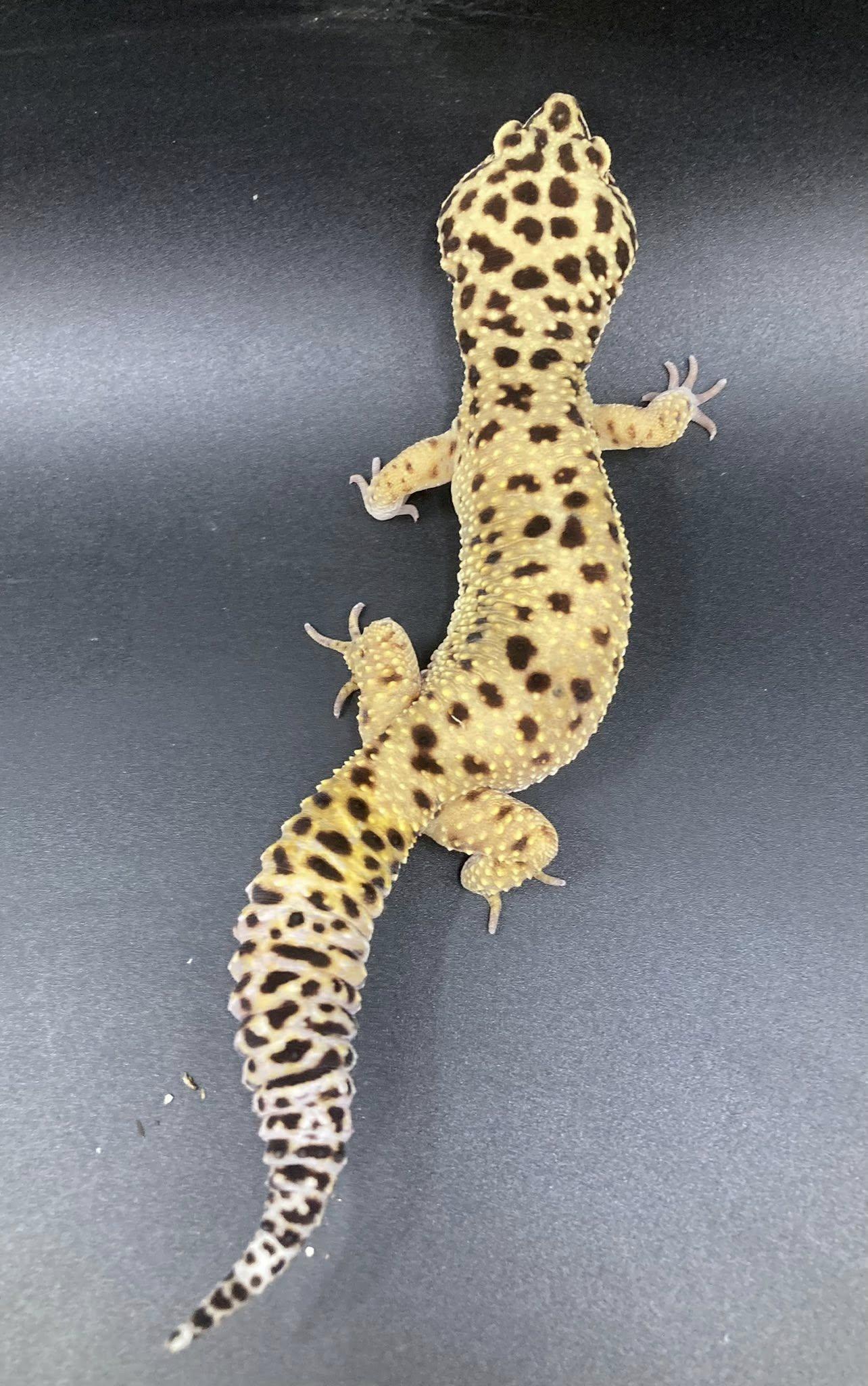 Enlarge Blizzy, a ADOPTABLE Gecko in Palmerton, PA image 4/4