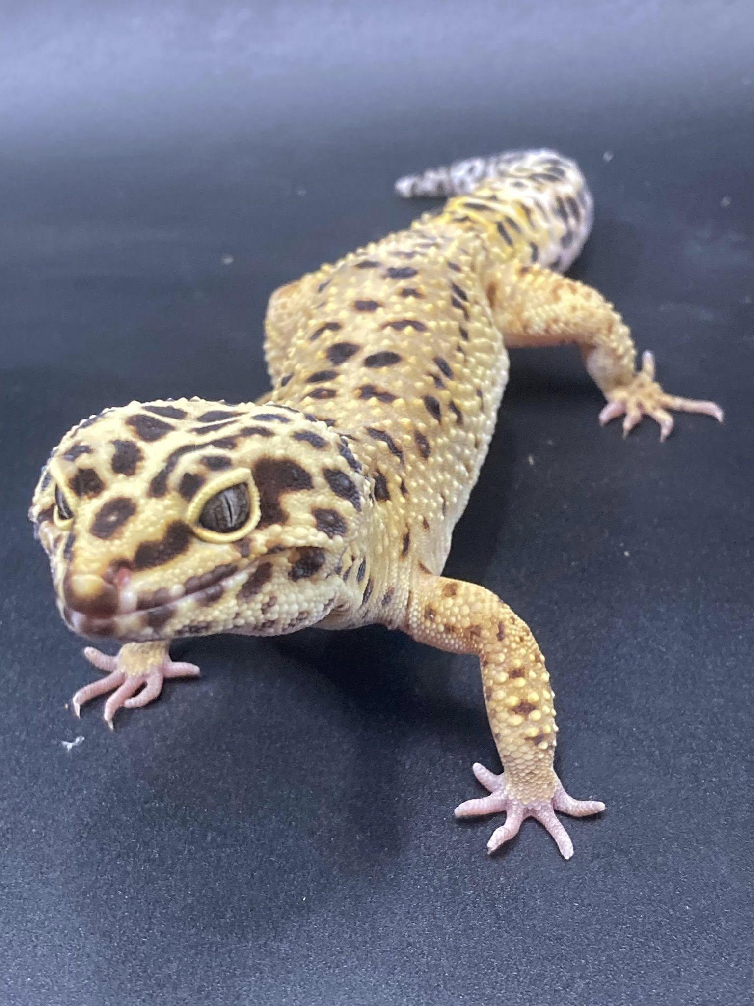Blizzy, ADOPTABLE, Adult Female Gecko.