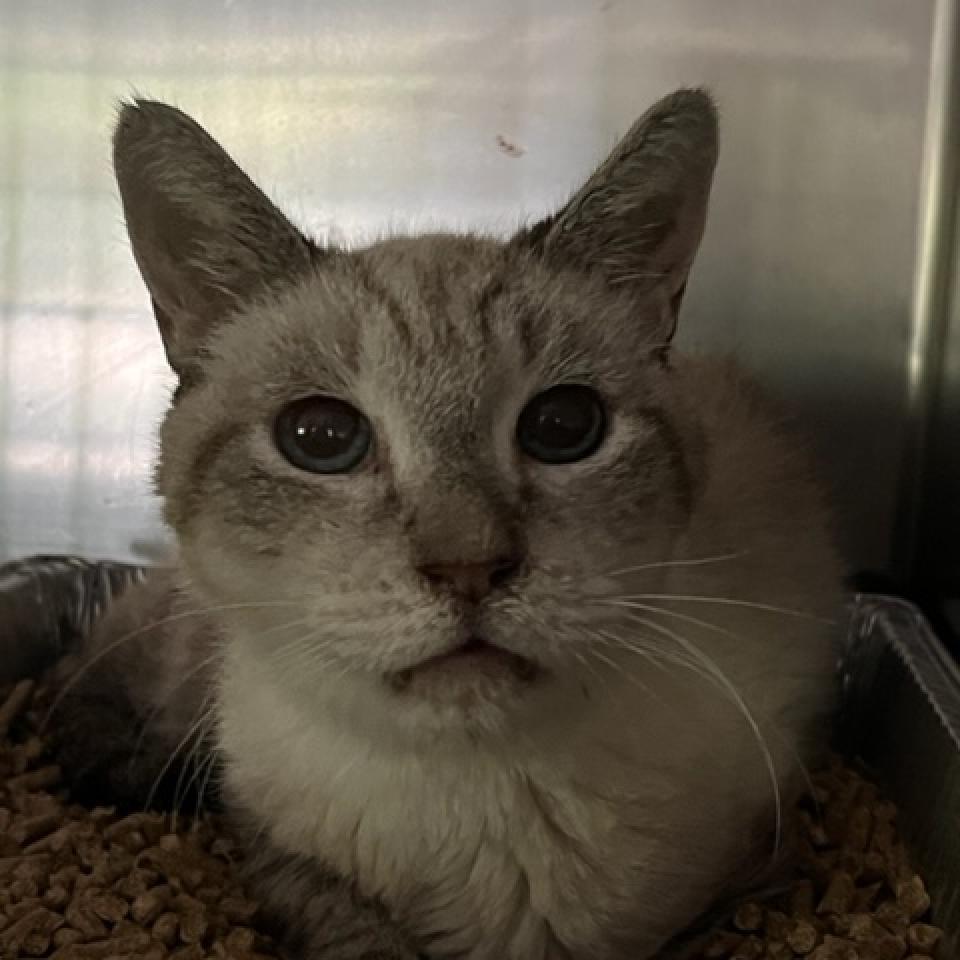 Doodles — thumbnail 2