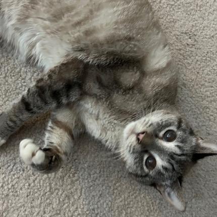 Doodles — thumbnail 5