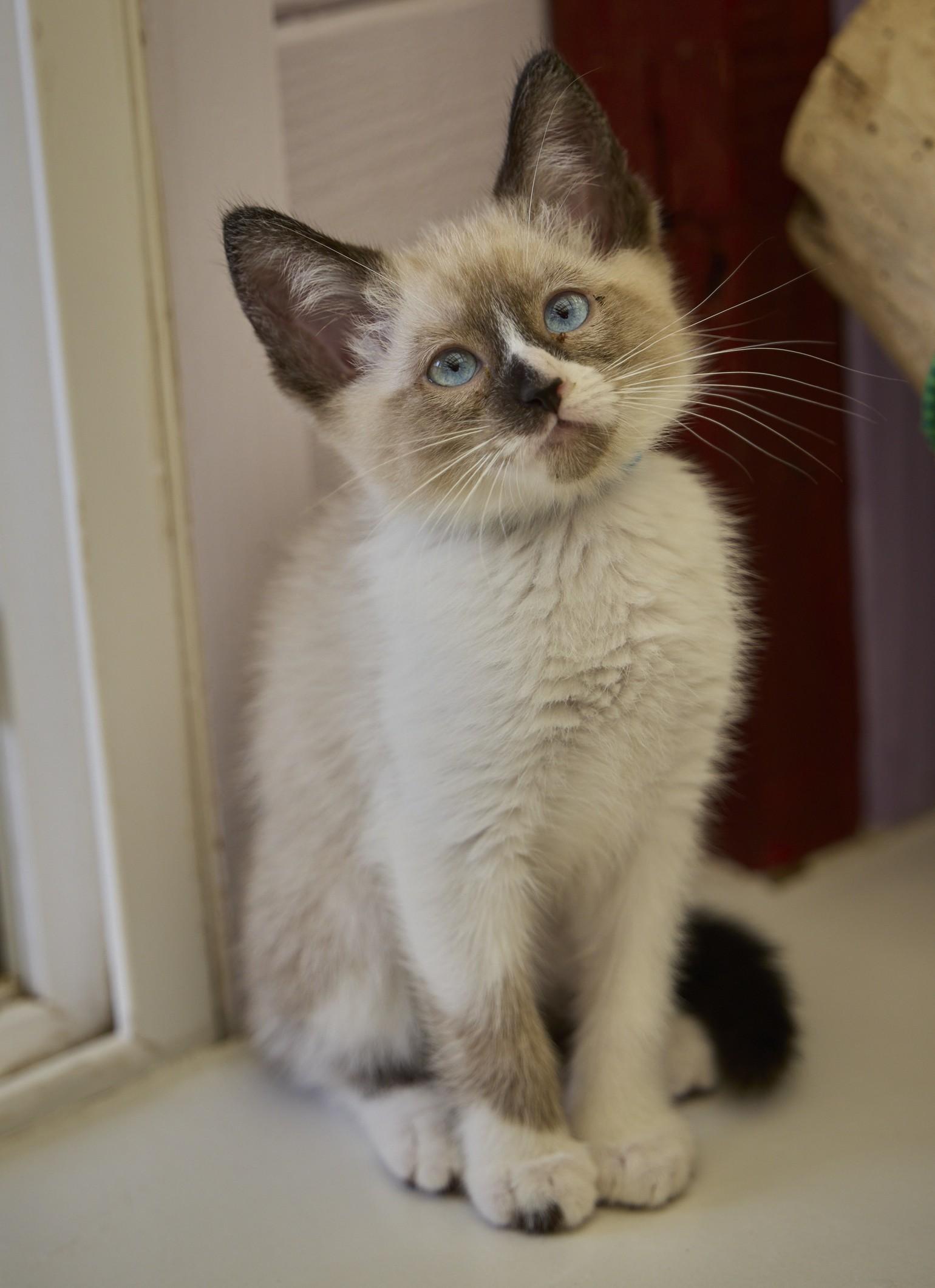 Brinks, a ADOPTABLE mixed breed in Santa Barbara, CA image 1/3