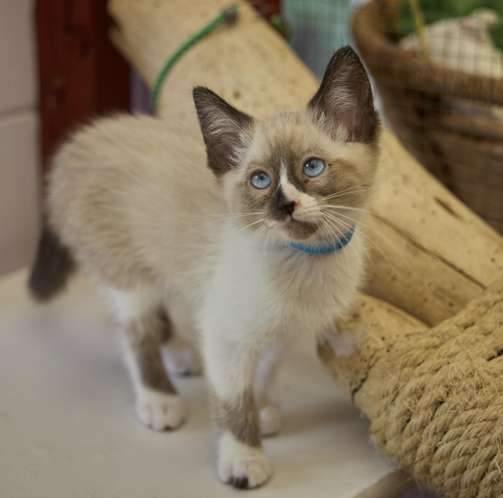 Brinks, a ADOPTABLE mixed breed in Santa Barbara, CA image 2/3