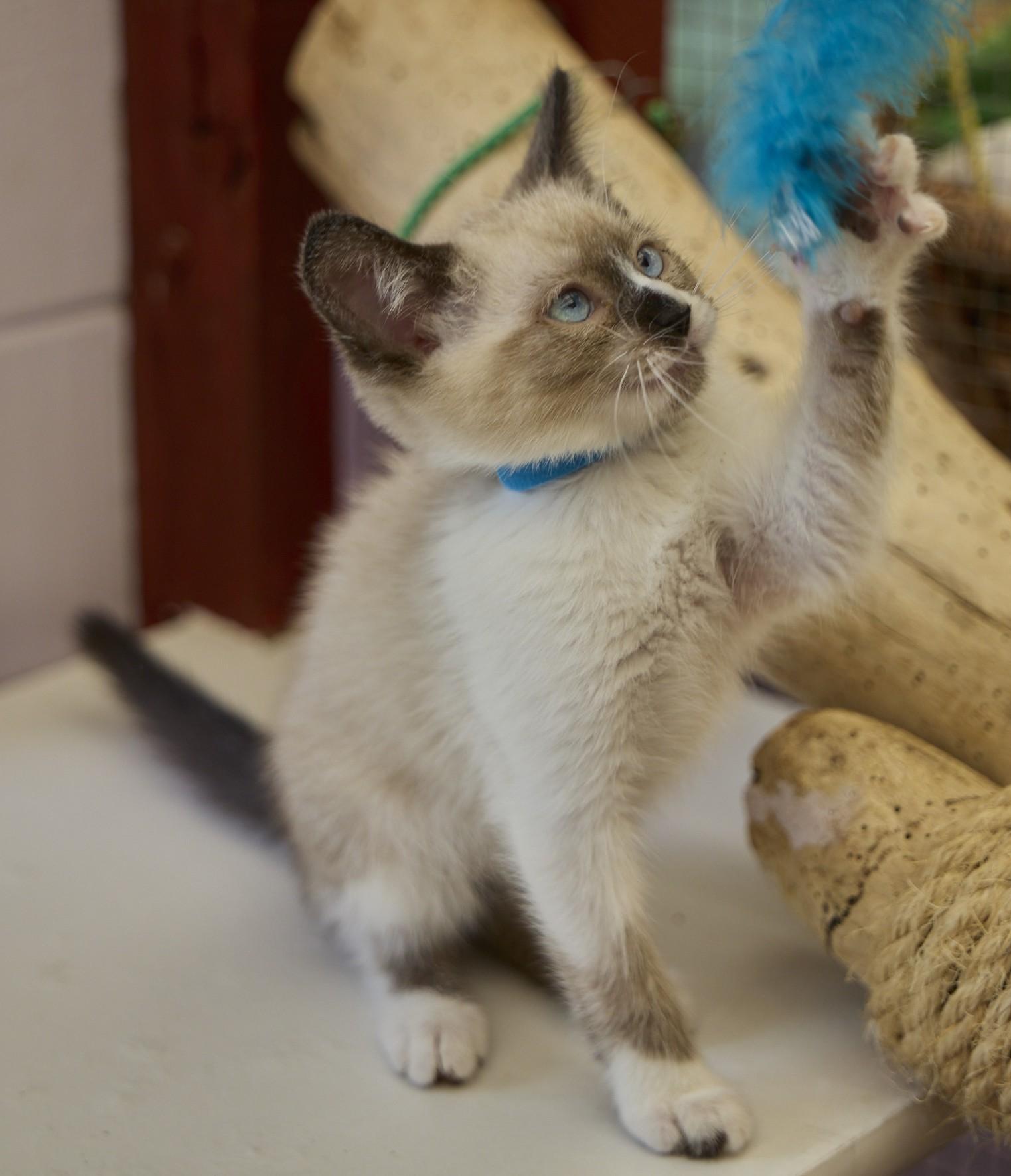 Brinks, a ADOPTABLE mixed breed in Santa Barbara, CA image 3/3