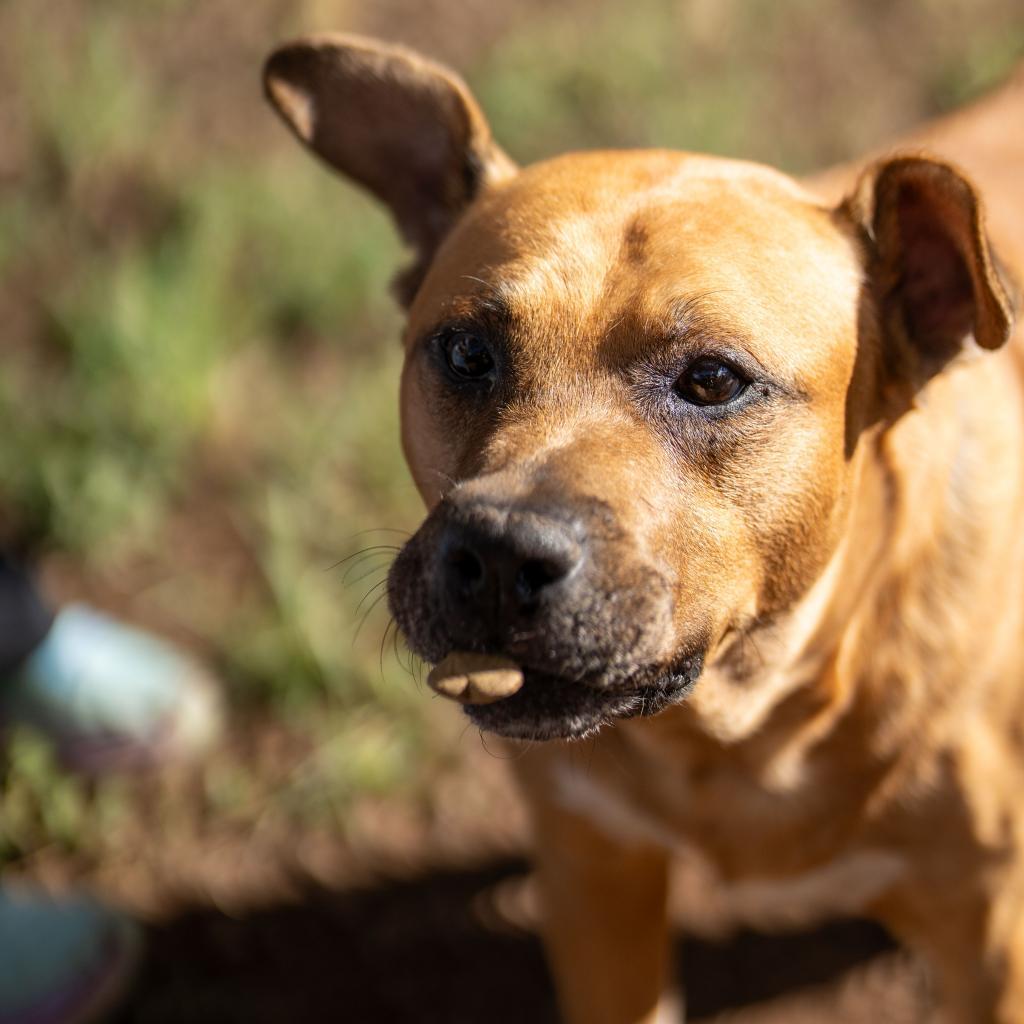 Duke, Adoptable, Senior Male Mixed Breed.