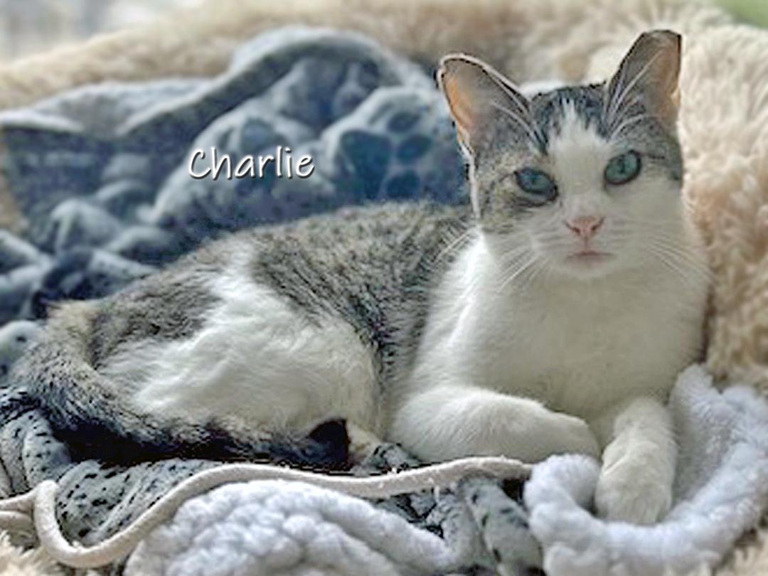 Charlie, Adoptable, Young Female Domestic Short Hair.