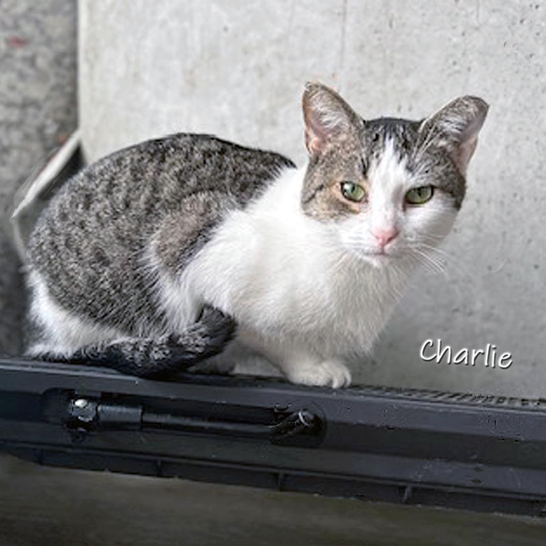 Enlarge Charlie, a Adoptable Domestic Short Hair in Chicago, IL image 2/3