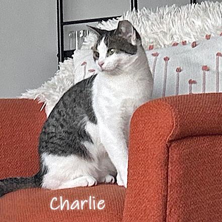 Enlarge Charlie, a Adoptable Domestic Short Hair in Chicago, IL image 3/3
