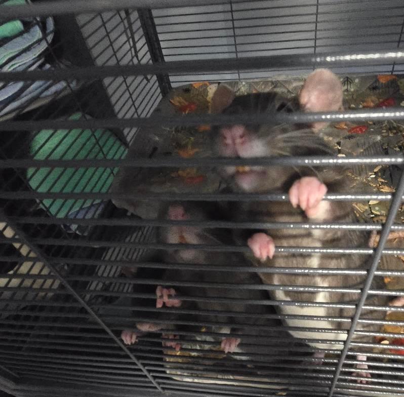 Enlarge Louise, a Adoptable Rat in Eagle Mountain, UT image 1/1
