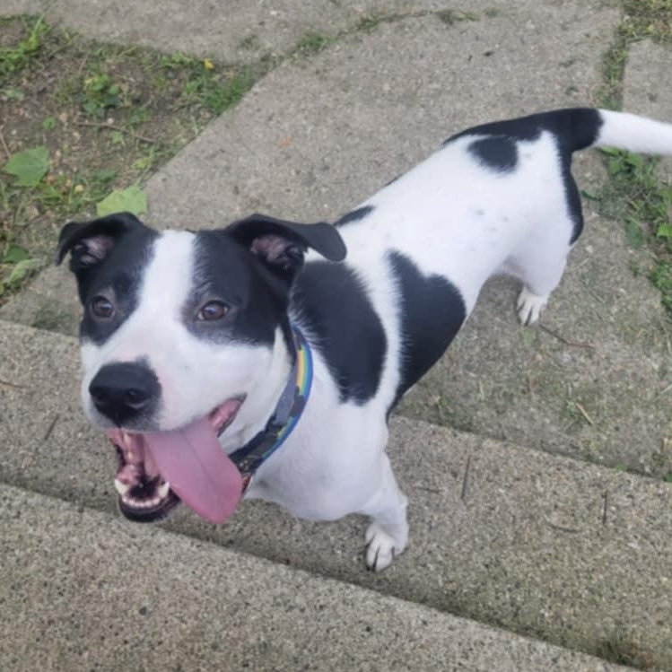 Mickey, Adoptable, Adult Male Mixed Breed.